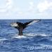 whale_humpback_h_00882_dom3014.jpg
